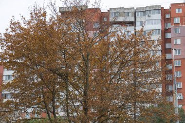 Konut binasının önünde kahverengi yapraklı sonbahar ağacı kentsel çevrede mevsimsel değişimi gösteriyor.