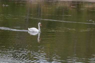 Beyaz kuğu, sakin bir sonbahar gününde sakin bir göletin yansıtıcı su yüzeyinde zarifçe yüzüyor..
