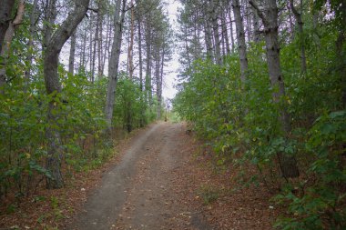 Sakin bir sonbahar gününde, ağaçlar ve yeşil yapraklar arasında yokuş yukarı uzanan kuru yapraklarla kaplı orman yolu..
