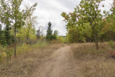 Bulutlu gökyüzünün altında kurak sonbahar ormanlarında toprak yürüyüşü..