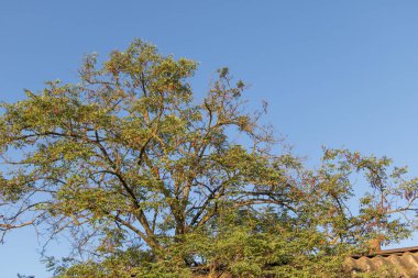Yeşil yapraklı kara çekirge akasyası açık mavi gökyüzüne karşı ılık güneş ışığında.
