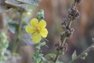 Doğal ortamda yeşil sapta açan sarı kır çiçeğinin yakın çekimi.