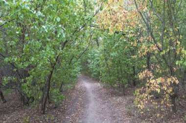 Sonbahar yaprakları, huzurlu doğa manzarası ve sessiz orman atmosferiyle sık yeşil ormanlık alanda dar yürüyüş yolları..