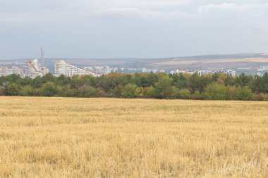 Toplanan tarlanın arkasındaki kentsel ufuk çizgisi ve bulutlu gökyüzünün altındaki orman kenarı, doğa ve modern şehir arasındaki zıtlığı gösteriyor..
