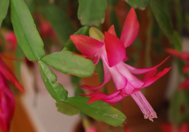 Canlı Pembe Noel Kaktüsü Çiçeği Tam Çiçek Yakından.