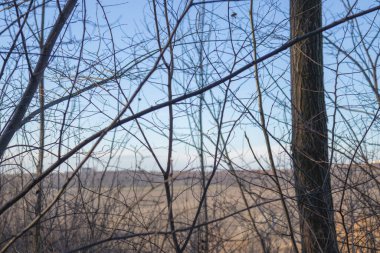 Leafless Tree Branches Against Blue Sky Early Spring or Late Winter Nature Background.