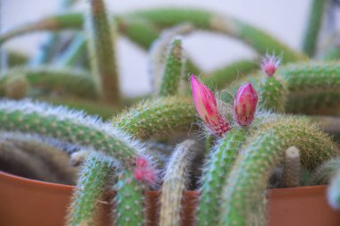 Çiçek açan Pembe Çiçek Tomurcukları Ot 'ta Büyüyen Kaktüs - Erken Çiçek Sahnesinde Sulu Bitkinin Yakın Çekimi.