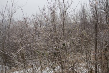 Çıplak Ağaçlar ve Kırmızı Böğürtlenli Karlı Orman - Kış Doğası Arkaplanı.