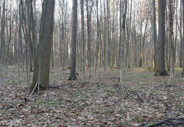 gün batımında solmuş yaşlı ağaçların bahar 