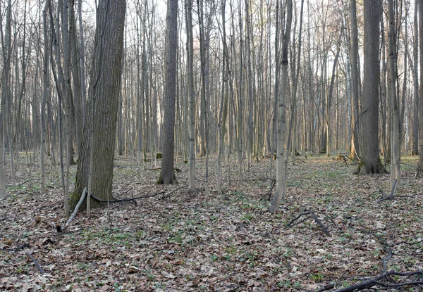 gün batımında solmuş yaşlı ağaçların bahar 