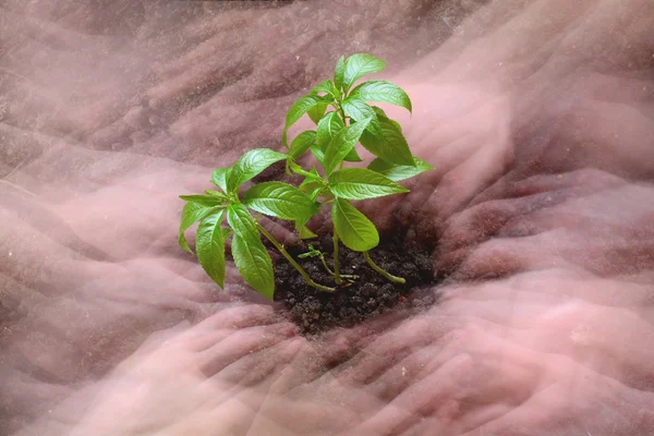 Cuidado de plantas Abstract — Fotografia de Stock