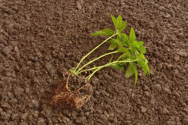 绿色的植物，种植前 — 图库照片