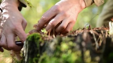Mantar toplayıcı, yenilebilir orman mantarlarını bıçakla keser (Bal mantarları). Bu mantarlar huş ağaçlarında yetişir, karışık ormanlarda kütükler..