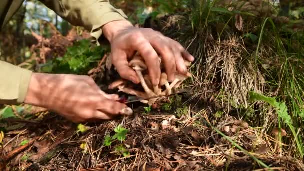 Svampplockare Skär Ätbara Skogssvamp Med Kniv Honungssvamp Dessa Svampar Växer — Stockvideo