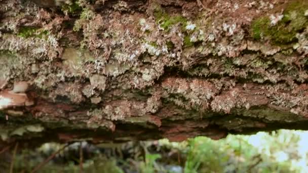Yenilebilir Orman Mantarları Düşmüş Huş Ağacının Altında Bal Mantarları Yumuşak — Stok video