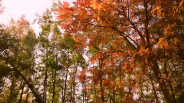 Parlak sarı yaprakları ve parlak güneşi olan sonbahar kürek ağacı. Kırmızı çilek. Mevsimsel hava.
