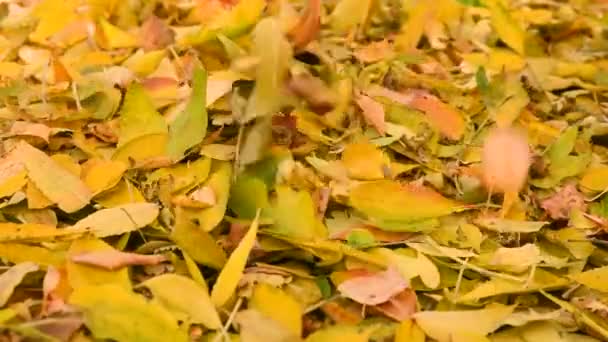 Folhas Secas Outono Caem Uma Pilha Colheita Sazonal Folhas Amarelas — Vídeo de Stock