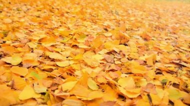 Sonbahar kuru yaprakları ağaçlardan düşer ve rüzgardan yere yuvarlanır. Sarı yaprakların mevsimsel arka planı. Yavaş çekim.