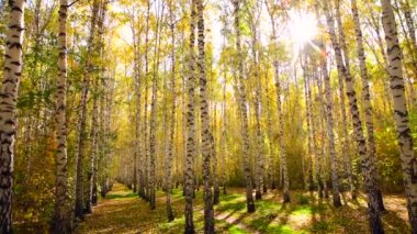 Sarı yaprakları rüzgarda sallanan sonbahar huş ağaçları güneşin arka planına karşı. Ormandaki ağaçlar. Mevsimsel hava. 4K video. Panoramik