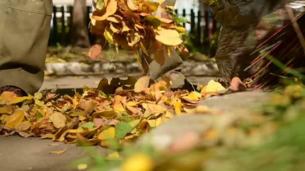 Muž Dává Padlé Žluté Listí Pytle Podzim Čištění Teritoria Sezónní — Stock video