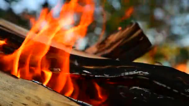 Fuego Quema Madera Abedul Aire Libre Primer Plano Llamas Ardientes — Vídeo de stock