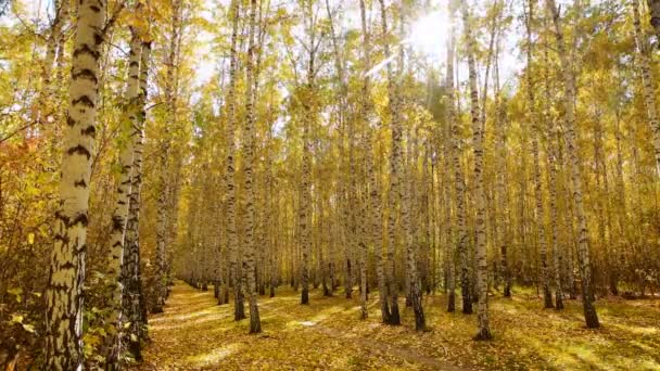 五彩缤纷的秋天白桦树 黄叶迎风摇曳 映衬着灿烂的阳光 森林里的树很迷人 九月的季节性天气 太阳光 4K视频 — 图库视频影像