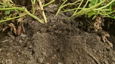 Adam patatesleri kürekle topraktan çıkarıyor. Sonbaharda hasat..