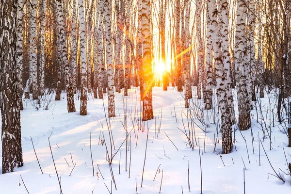 Inverno Paisagem Colorida Floresta Bétula Pôr Sol Neve Limpa Fresca — Fotografia de Stock