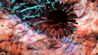 Coronavirus veya grip modeli organik dokuların ve kan damarlarının renkli bir arka planına karşı dönüyor. Pamuklu çubuklardan yapılmış. İnsan vücudunda viral enfeksiyon kavramı. 3B görüntüleme.
