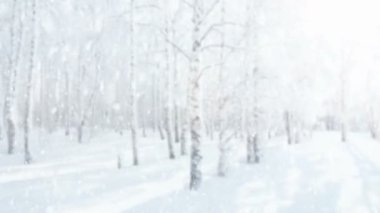 Soğuk bir huş ağacının bulanık arka planına taze kar düşüyor. Kışın parlak güneşli kar yağışlı. Panoramik 4K video