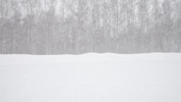 Nieve Fresca Está Cayendo Sobre Fondo Borroso Bosque Abedules Helados — Vídeos de Stock