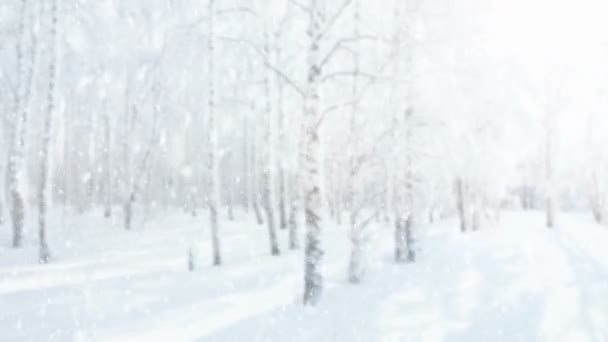 Auf Dem Verschwommenen Hintergrund Eines Frostigen Birkenwaldes Fällt Frischer Schnee — Stockvideo