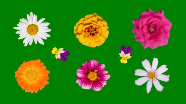 庭の花の頭は緑色の背景に孤立した軸の周りを向きます 様々な花から花模様 カレンダー カモミール マリーゴールド パンジー ダリア 化粧品 アニメーション4Kビデオ — ストック動画