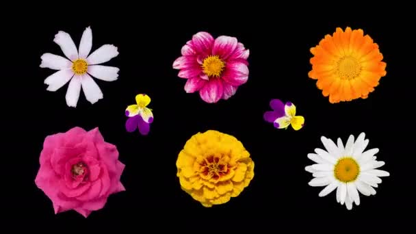 庭の花の頭は黒い背景に孤立した軸の周りを向きます 様々な花から花模様 カレンダー カモミール マリーゴールド パンジー ダリア 化粧品 アニメーション4Kビデオ — ストック動画