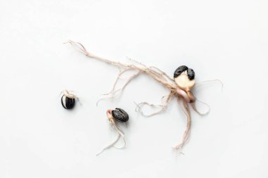 Kökleri filizlenmiş tahıllar, süs bahçesi bitkisi (Ricinus) beyaz bir zemin üzerinde.