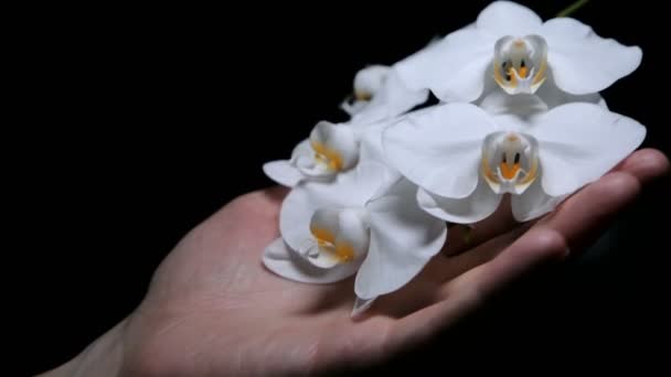 Man Hand Gently Touches White Flowers Blooming Orchid Dark Black — Stockvideo