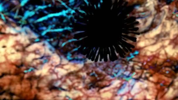 Model Black Coronavirus Flu Swirls Colorful Background Organic Tissues Blood — Video