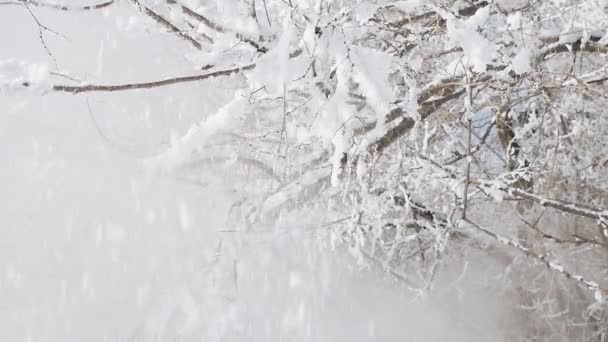 Nieve Que Cae Ramas Árboles Con Una Niebla Que Cubre — Vídeos de Stock