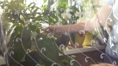 Kız beyaz perdenin arkasındaki pencere perdesindeki çiçeklere hafifçe dokunuyor. 