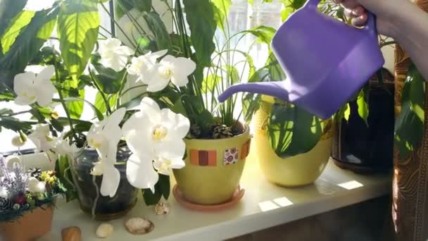 Mädchen Gießt Blumen Aus Gießkanne Hause Fenster — Stockvideo