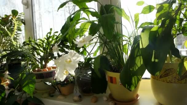 室内的花朵和植物 被窗外明亮的阳光照亮 盆栽在窗台上的兰花 — 图库视频影像