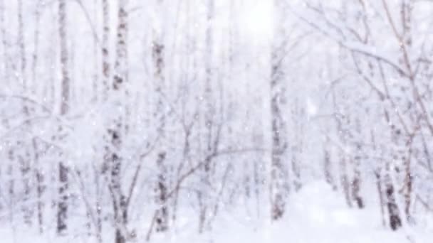 Cae Nieve Fresca Sobre Fondo Borroso Bosque Helado Snowdrifts Nevadas — Vídeo de stock