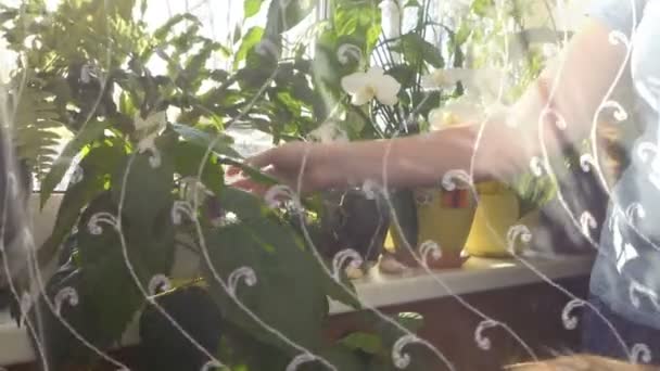 Dziewczyna Delikatnie Dotyka Wewnętrznych Kwiatów Parapecie Białą Kurtyną — Wideo stockowe