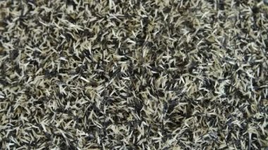 Calendula (Tagtes) çiçek tohumları dökülür ve ekilmeye hazırlanır. Geçmişi. Astrov ailesinin yıllık ve daimi bir cinsi..