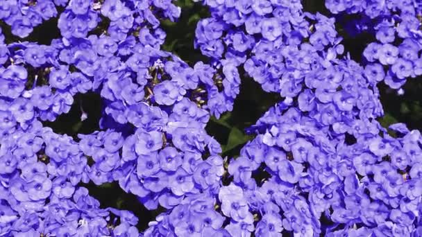 Gyönyörű Orgona Kis Virágok Mozognak Szélben Phlox Hydrangea Virág Háttér — Stock videók