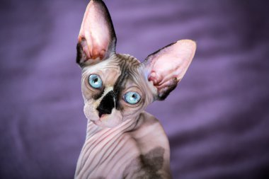 Blue eyed skin cat sphinx  portrait