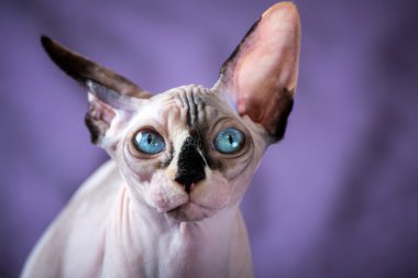 Blue eyed skin cat sphinx  portrait