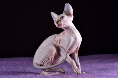 Kanada Sfenks mavi gözlü yavru kedi