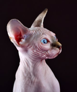 Kanada Sfenks mavi gözlü yavru kedi