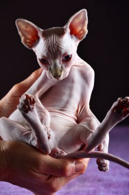 Kanada Sfenks mavi gözlü yavru kedi